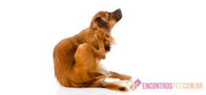 Sarna Negra em Cães: Tratamento, Sintomas
