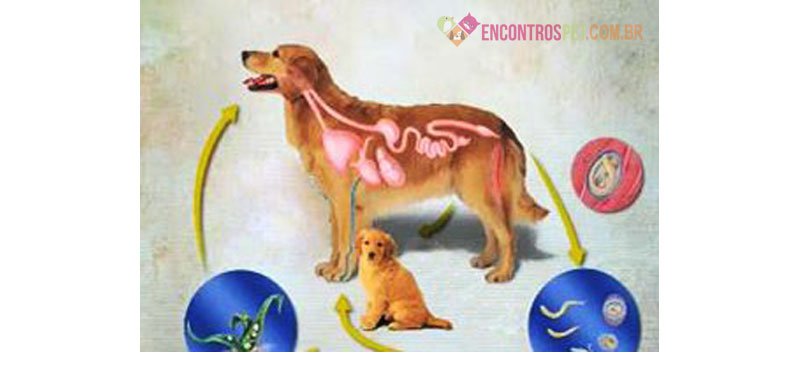 Toxoplasmose Canina: Sintomas, Como Prevenir