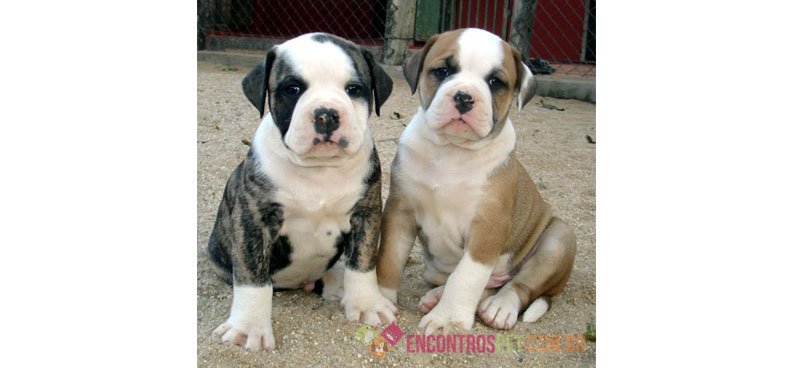 Cachorro Buldogue Americano: Preço, Temperamento