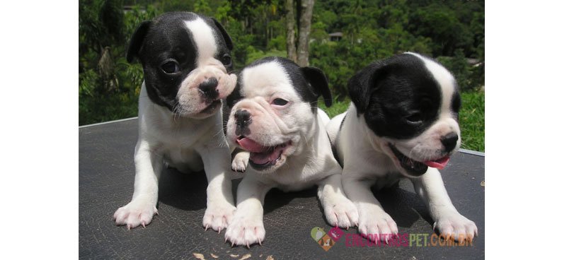 Cachorro Buldogue Francês: Preço, Curiosidades e Dicas