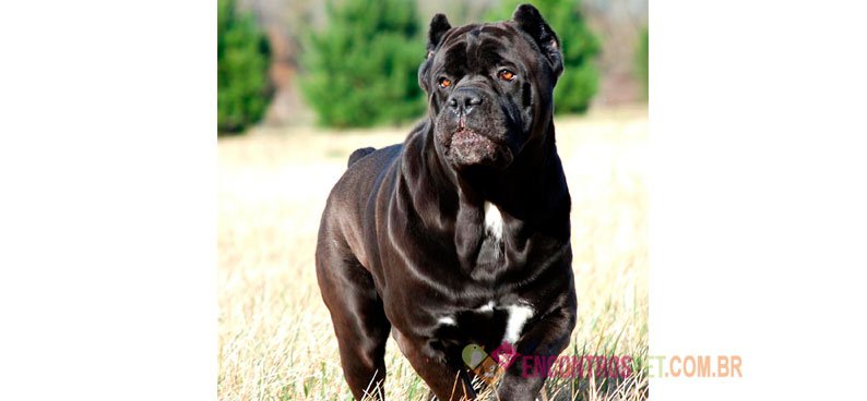 Cachorro Cane Corso: Preço, Dicas e Curiosidades