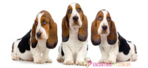Cachorro Basset Hound: Características, Preço