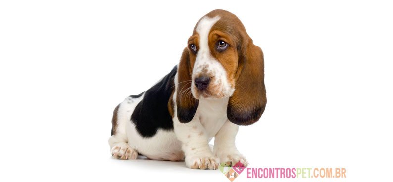 Cachorro Basset Hound: Características, Preço