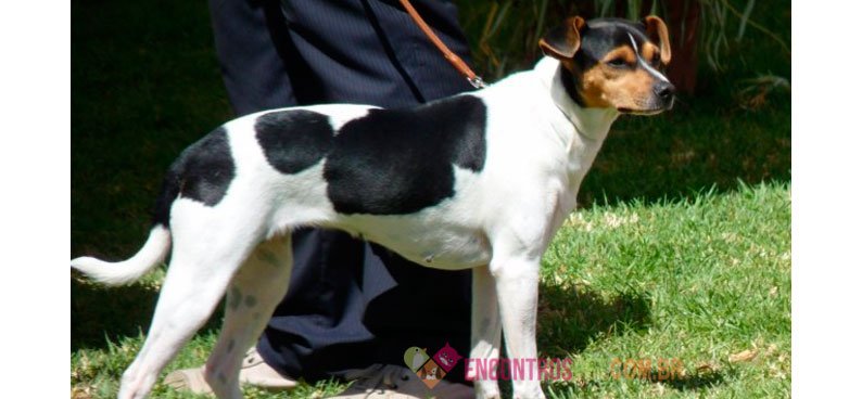 Cachorro Fox Paulistinha ou Terrier Brasileiro