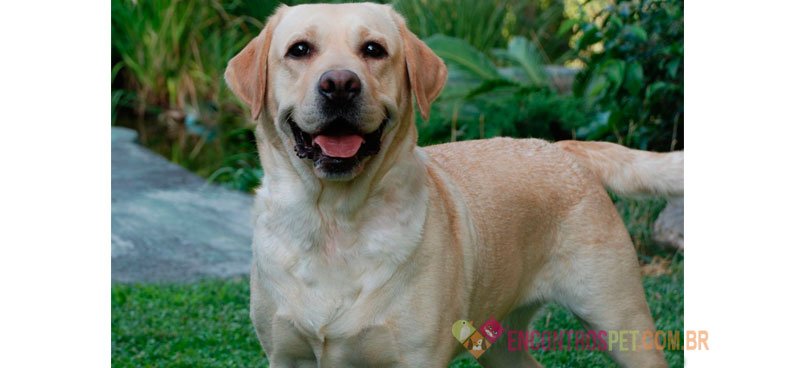 Cachorro Labrador: Preço Filhote, Características