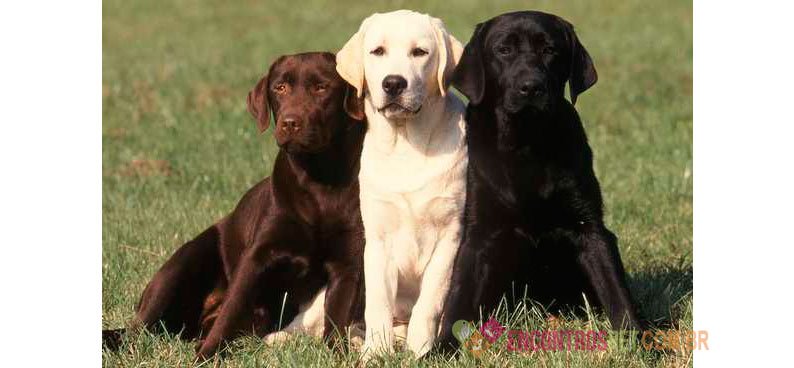 Cachorro Labrador: Preço Filhote, Características