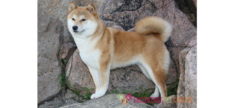 Cachorro Shiba Inu: Preço, Características