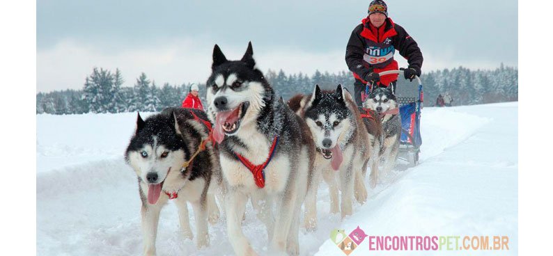 Cachorro Husky Siberiano: Preço, Características