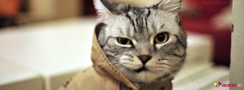 30 Capas para Facebook de Gatos Fofos