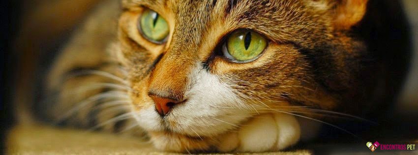 30 Capas para Facebook de Gatos Fofos