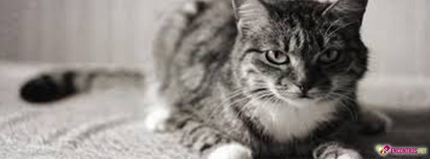 30 Capas para Facebook de Gatos Fofos