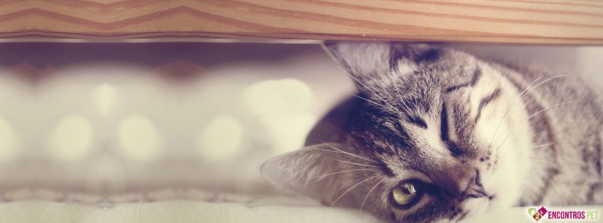 30 Capas para Facebook de Gatos Fofos