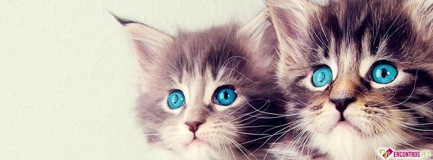 30 Capas para Facebook de Gatos Fofos