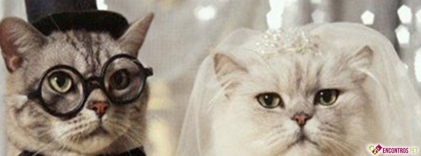 30 Capas para Facebook de Gatos Fofos