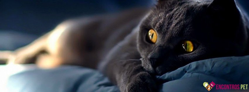 30 Capas para Facebook de Gatos Fofos