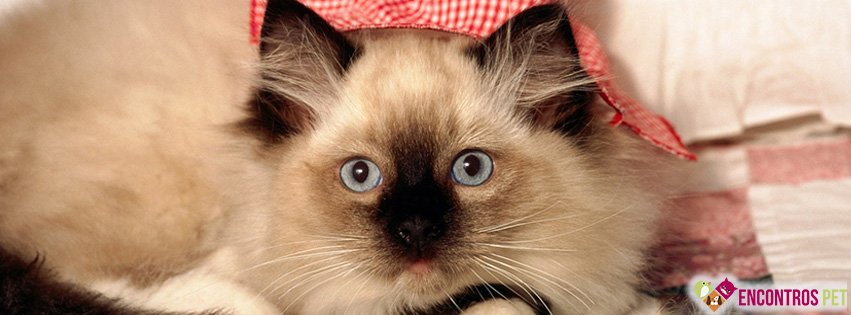 30 Capas para Facebook de Gatos Fofos