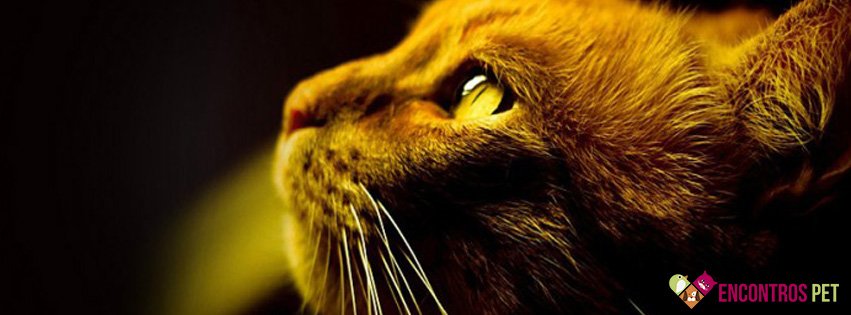 30 Capas para Facebook de Gatos Fofos