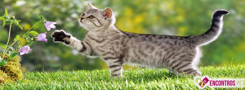 30 Capas para Facebook de Gatos Fofos