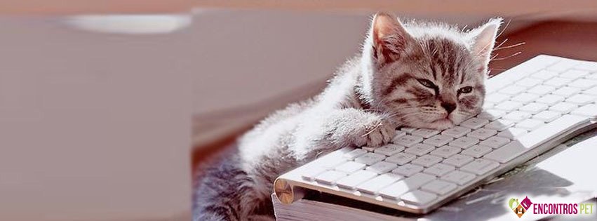 30 Capas para Facebook de Gatos Fofos