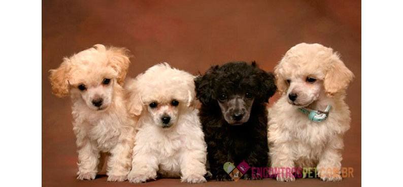Guia-de-racas-Poodle