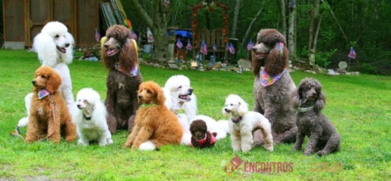 Guia-de-racas-Poodle1