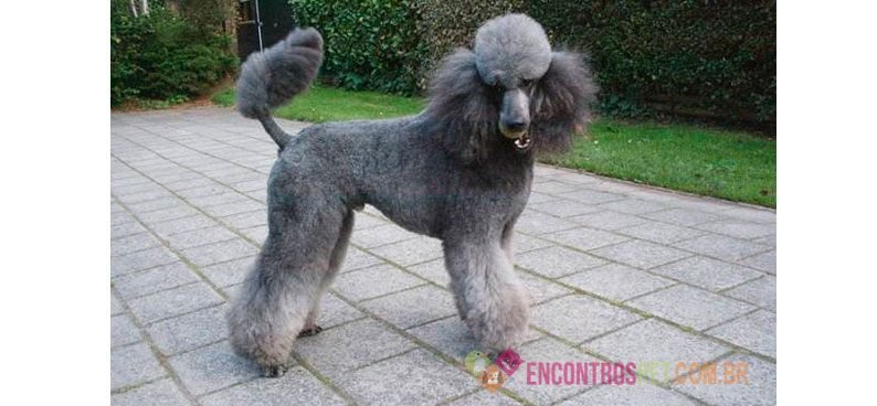 Guia-de-racas-Poodle3