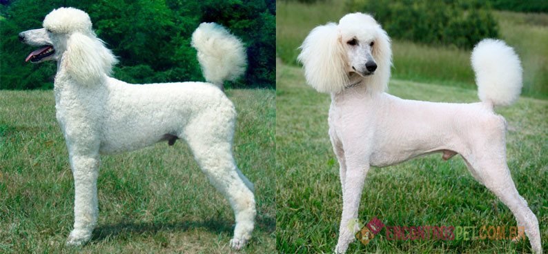 Guia-de-racas-Poodle4