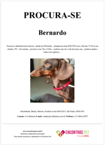 cartaz-cachorro-gato-perdido-desaparecido-criar-online