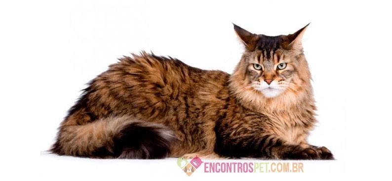 Guia-de-racas-GatoMaineCoon1