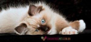 Gato Ragdoll