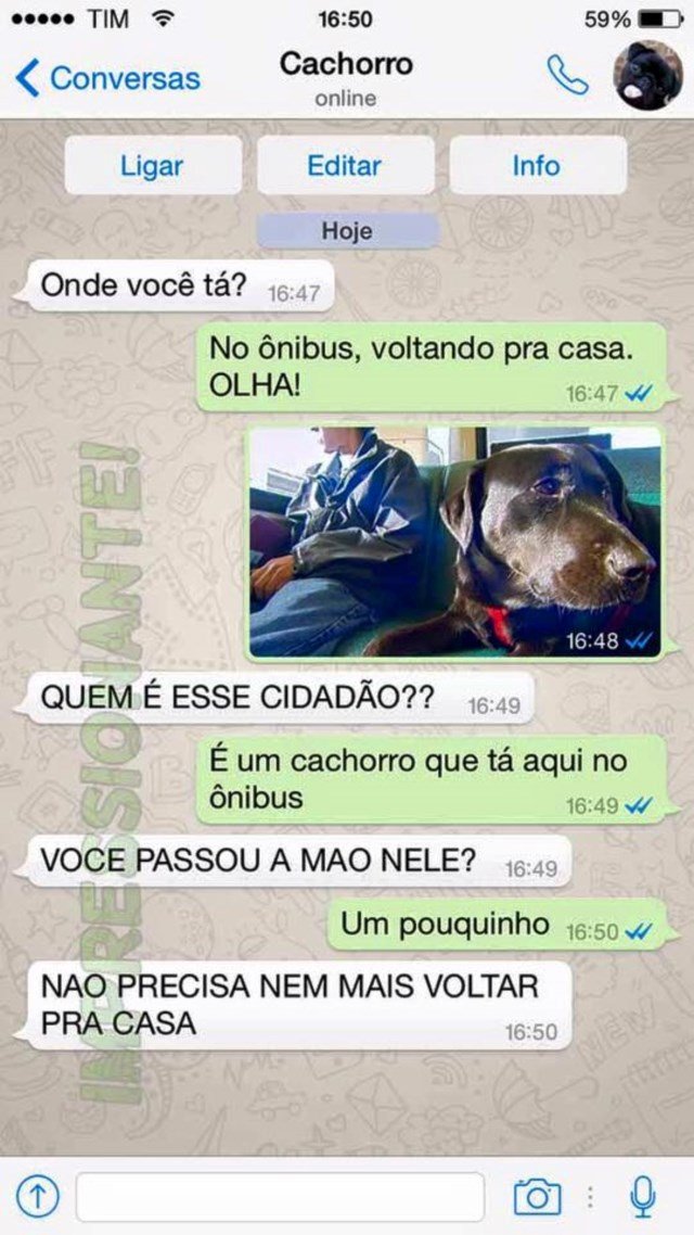 conversa-whatsapp-cachorro