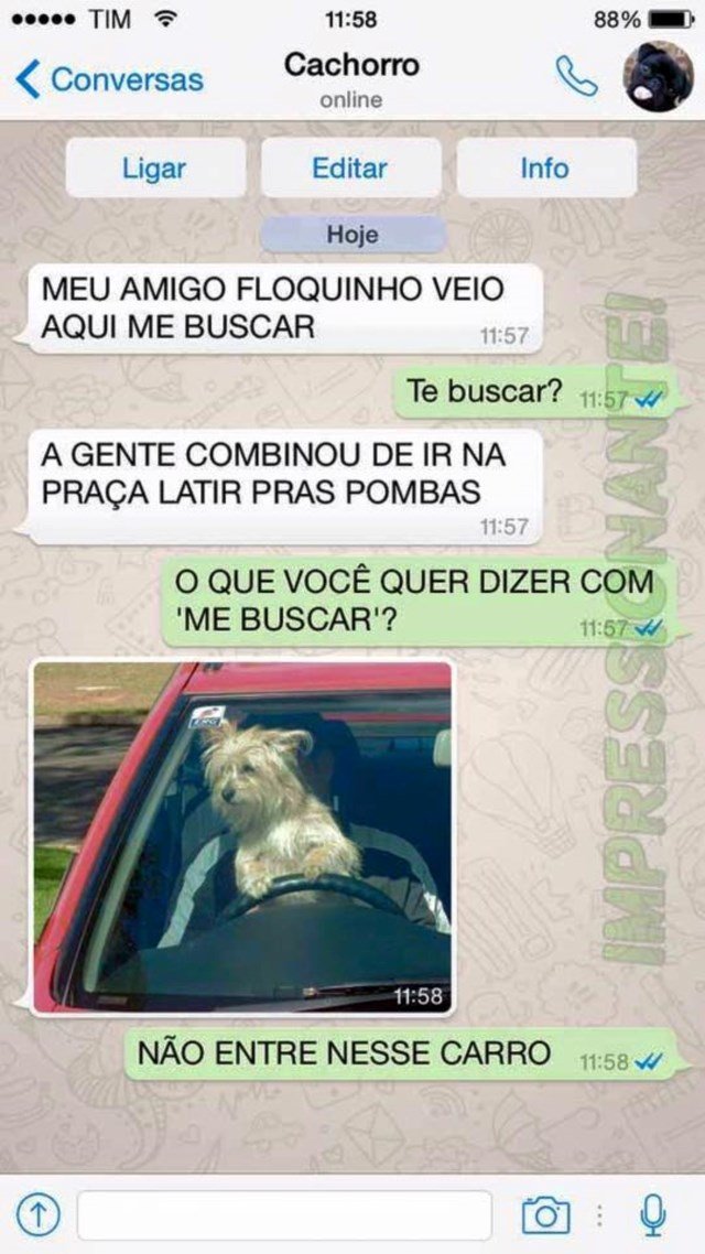 conversa-whatsapp-cachorro
