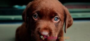 Cachorro Triste: O que fazer? O que pode ser?