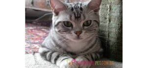 Gato Americano de pelo Curto (American Shorthair)