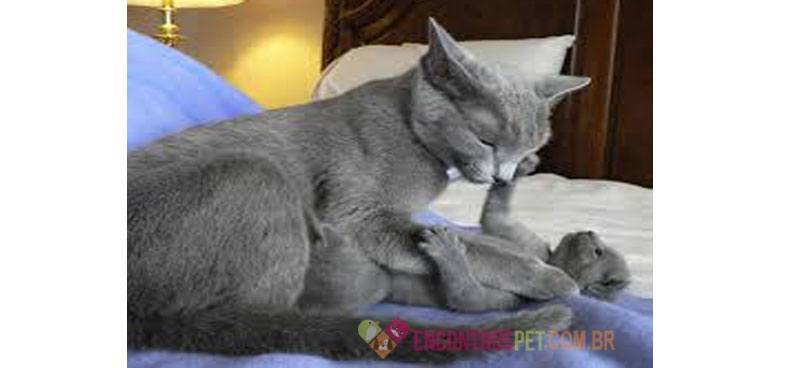 Gato Azul Russo