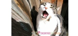 Gato Espirrando: O que pode ser?