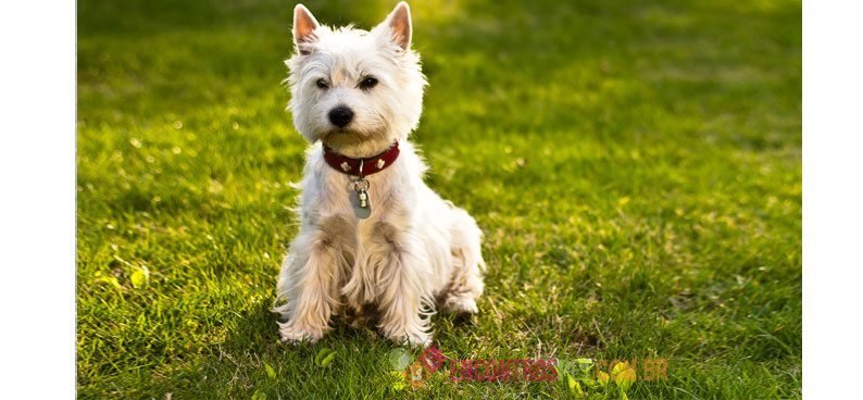 West-Highland---White-Terrier