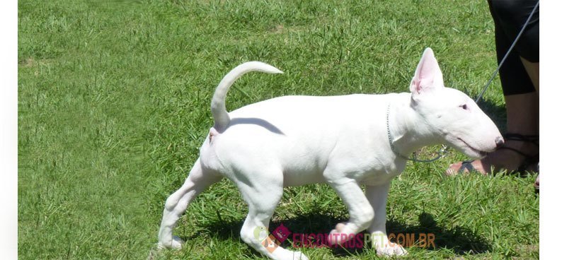 Bull-terrier-02