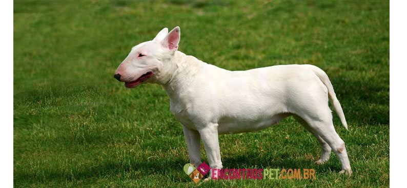 Bull-terrier-03