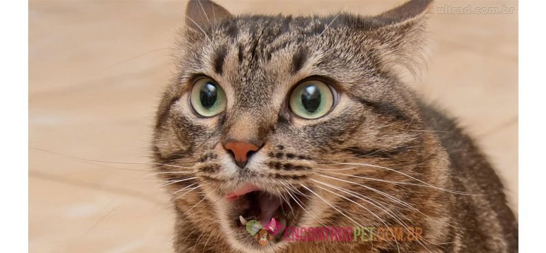 Gato-assustado-00