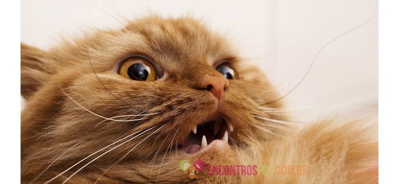 Gato-assustado-01