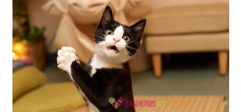 Gato-assustado-02
