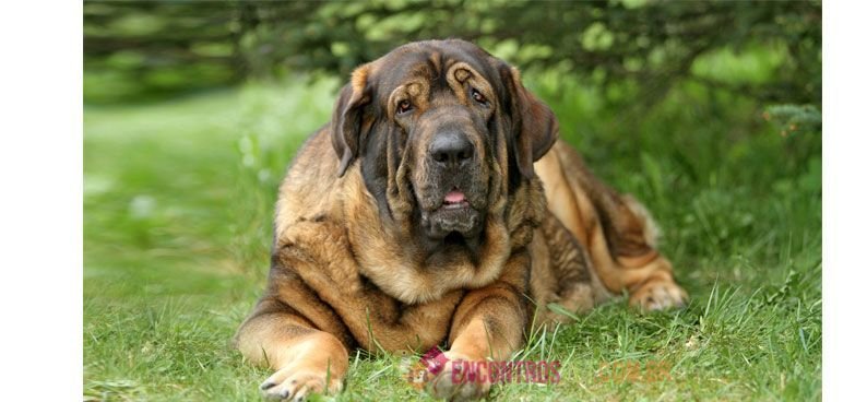 Cachorro Mastiff Inglês: Preço do Filhote, Características - Encontros Pet