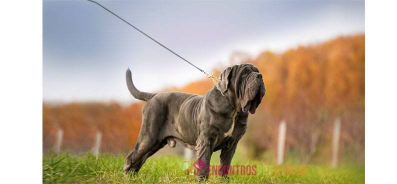 Mastino-Napoletano03