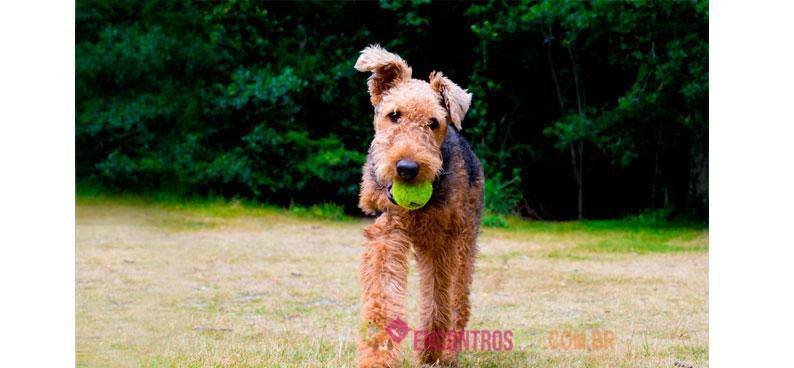 airedale-terrier-02