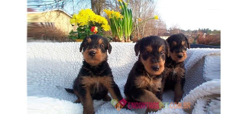 airedale-terrier-filhote