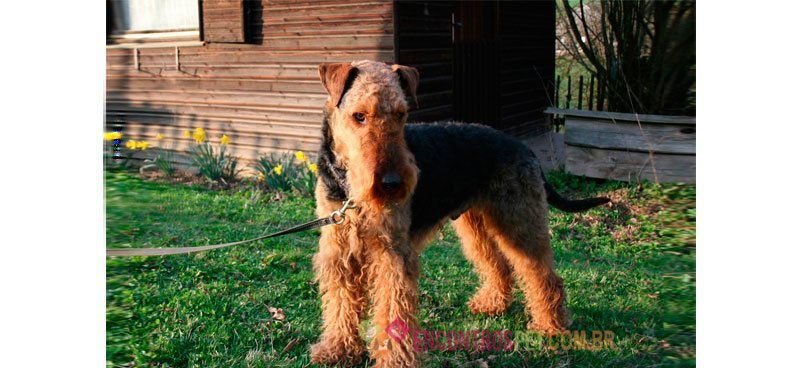 airedale-terrier01