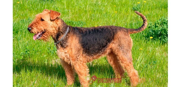 airedale-terrier03
