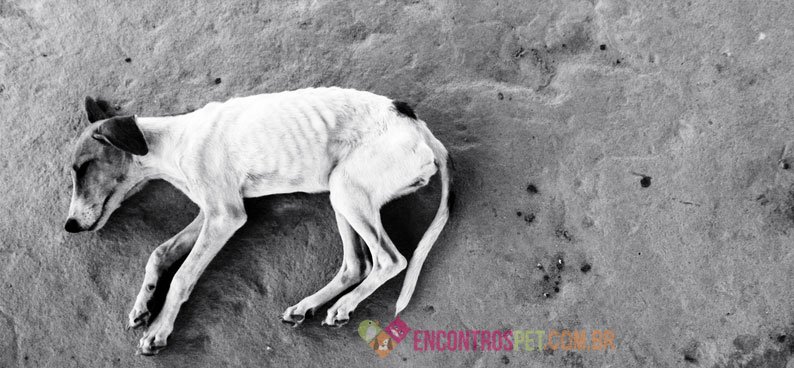 cachorro-com-diabetes02