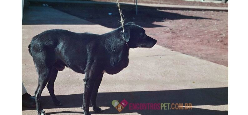 cachorro-com-diabetes03
